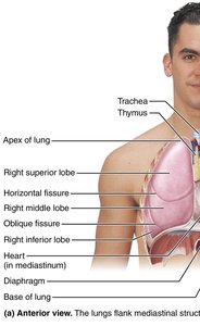 Anterior view of the right lung showing lobes and fissures