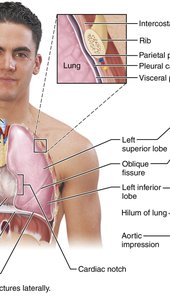 Anterior view of the left lung showing lobes, fissure, and cardiac notch