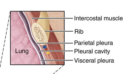 Diagram of pleural layers and pleural cavity