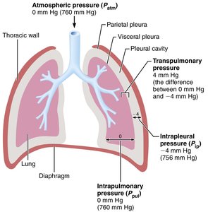 Diagram showing transpulmonary pressure