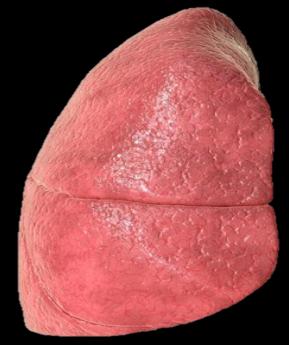 Left Lung File Anatomy & Physiology Respiratory System Study Guide | Notes