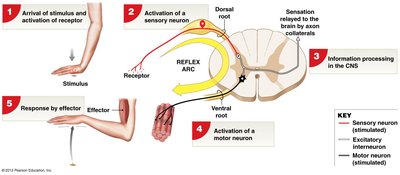 Diagram of a reflex arc showing the five steps