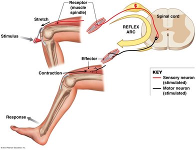 Diagram of the stretch reflex (patellar reflex)
