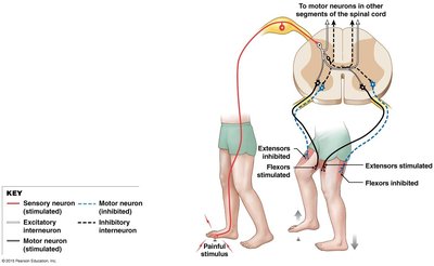 Diagram of the crossed extensor reflex