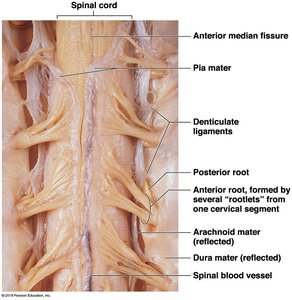 Dissection showing denticulate ligaments and meninges anchoring the spinal cord