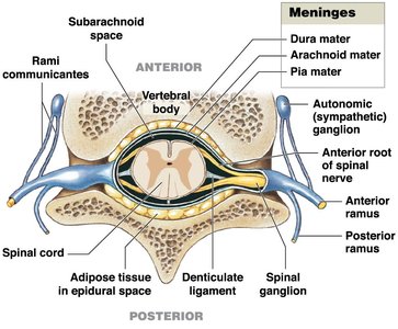 Cross-section showing meninges, epidural space, and spinal cord