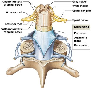Diagram showing the site of lumbar puncture in the subarachnoid space