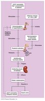 Diagram of ADH action on kidney tubules
