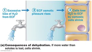 Diagram showing consequences of dehydration
