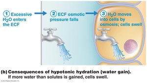 Diagram showing consequences of hypotonic hydration
