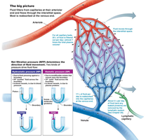 Diagram of capillary filtration and lymphatic drainage