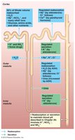 Diagram of sodium reabsorption in the nephron
