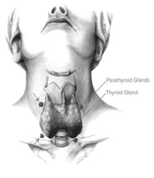 Anatomy of parathyroid and thyroid glands