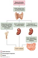 Diagram of PTH effects on calcium homeostasis
