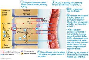Diagram of H+ secretion and HCO3- reabsorption in the nephron