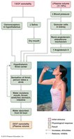 Flowchart of thirst mechanism