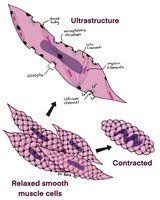 Ultrastructure and contraction of smooth muscle cells