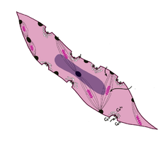 Smooth muscle cell ultrastructure