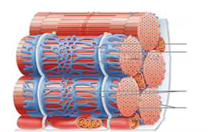 Skeletal muscle structure with myofibrils and sarcomeres