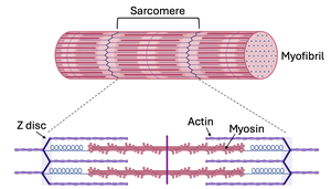 Smooth muscle actin, myosin, and dense bodies