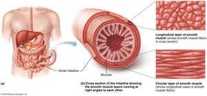 Cross section of intestine showing smooth muscle layers
