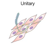 Diagram of unitary smooth muscle