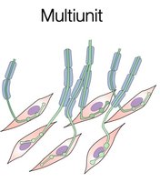 Diagram of multiunit smooth muscle