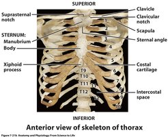Anterior view of skeleton of thorax