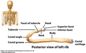 Posterior view of left rib