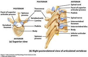 Articulated thoracic vertebrae: superior and posterolateral views