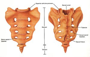 Anterior and posterior views of sacrum and coccyx
