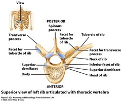 Superior view of left rib articulated with thoracic vertebra