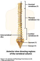 Anterior view showing regions of the vertebral column