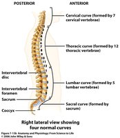 Right lateral view showing four normal curves of the vertebral column