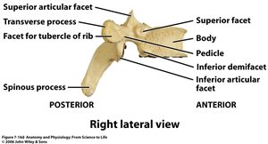 Right lateral view of a typical vertebra