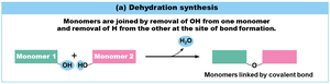 Dehydration synthesis