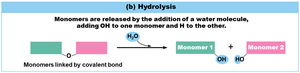 Hydrolysis