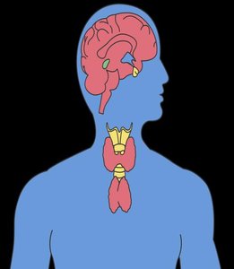 Diagram showing major endocrine glands in the head and neck