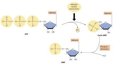 Conversion of ATP to cAMP