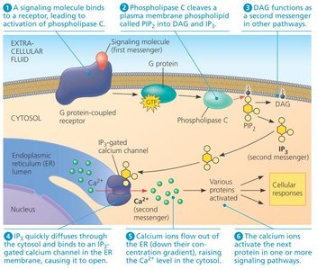 PIP2-calcium signaling mechanism