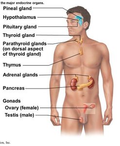 Major endocrine organs in the human body