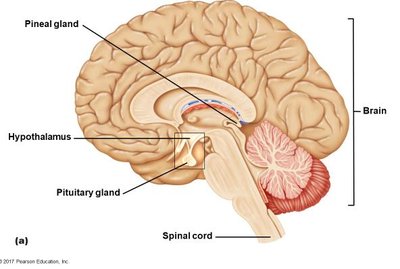 Hypothalamus and pituitary gland relationship