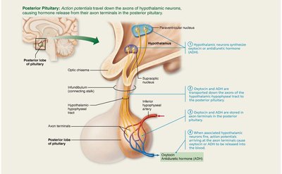 Posterior pituitary hormone release