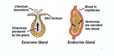 Comparison of exocrine and endocrine glands