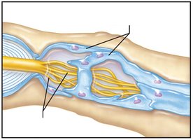Regeneration tube formation by Schwann cells