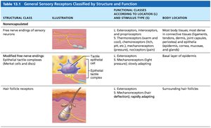 Table of nonencapsulated sensory receptors