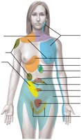 Map of referred pain regions