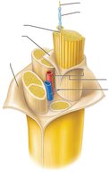 Structure of a peripheral nerve