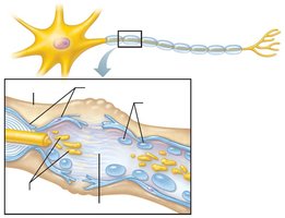 Wallerian degeneration in nerve regeneration