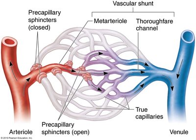 Special mesenteric capillary bed anatomy